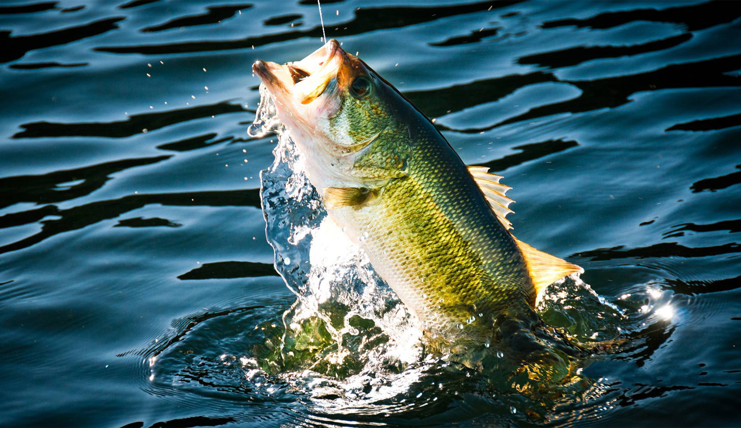 Here's how bass anglers can use the wind to their advantage, bass fishing 